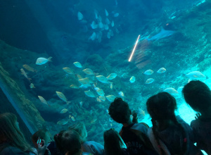 Dzieci oglądają przez szybę ryby