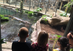 Dzieci oglądają krokodyla