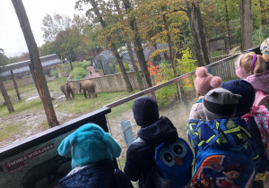 Dzieci oglądają słonie na wybiegu