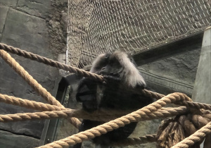 Orangutan siedzi na linach