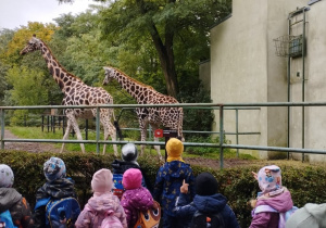 Dzieci oglądają żyrafy na wybiegu