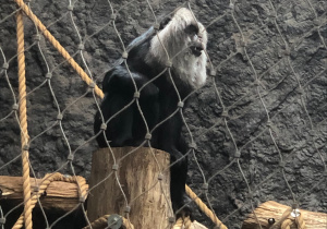 Orangutan siedzi na pniu